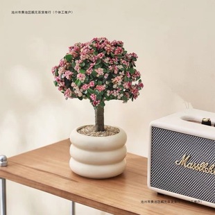 Golden Branch Jade Leaf Lollipop Big Old Pile Succulent Plant Dancing Joy Radiation Protection Formaldehyde Absorption Living Room Green Plant Flower