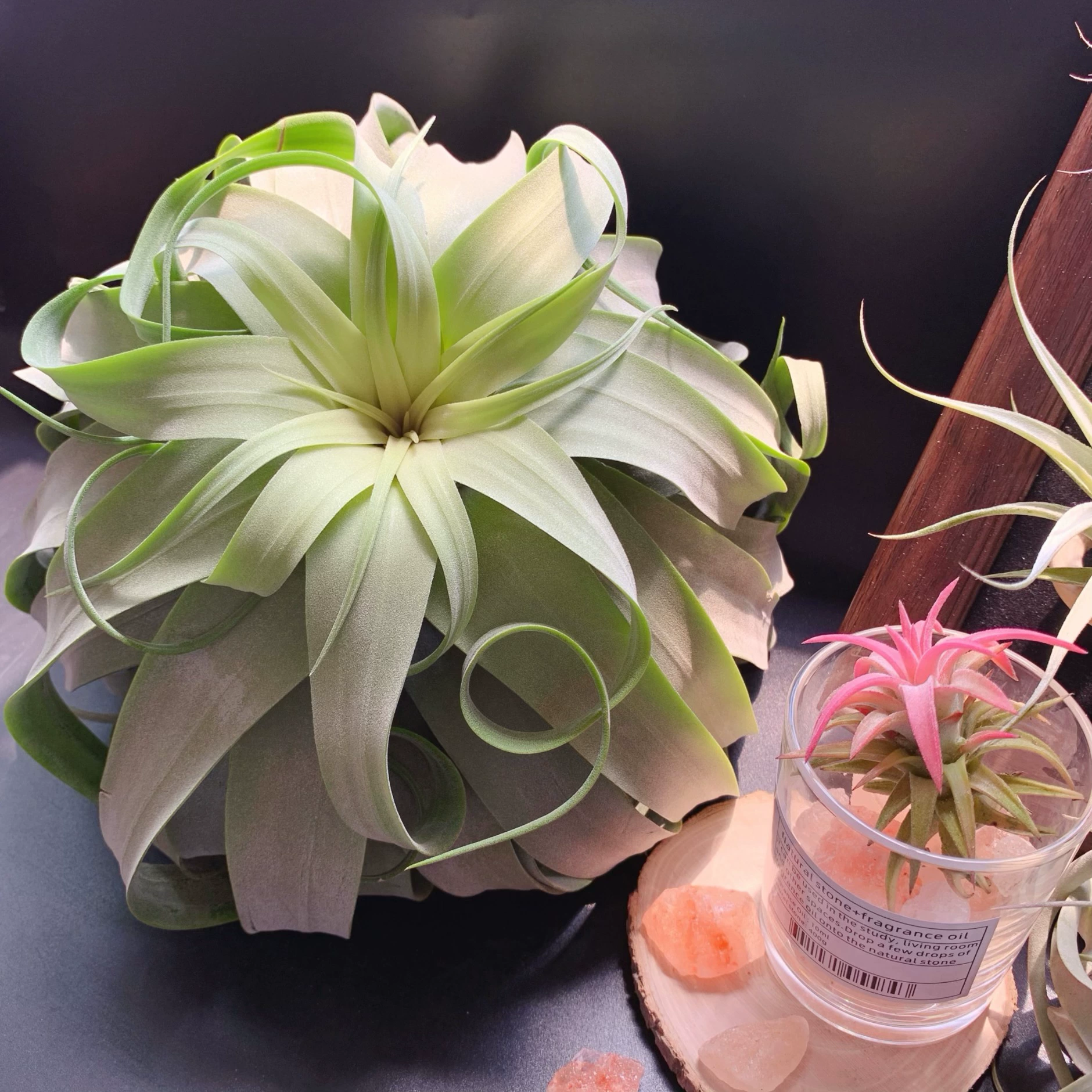 Электрический бланк T.streptophylla электрический рулон классический сорт производителей прямой поставки базы прямых волос ананас