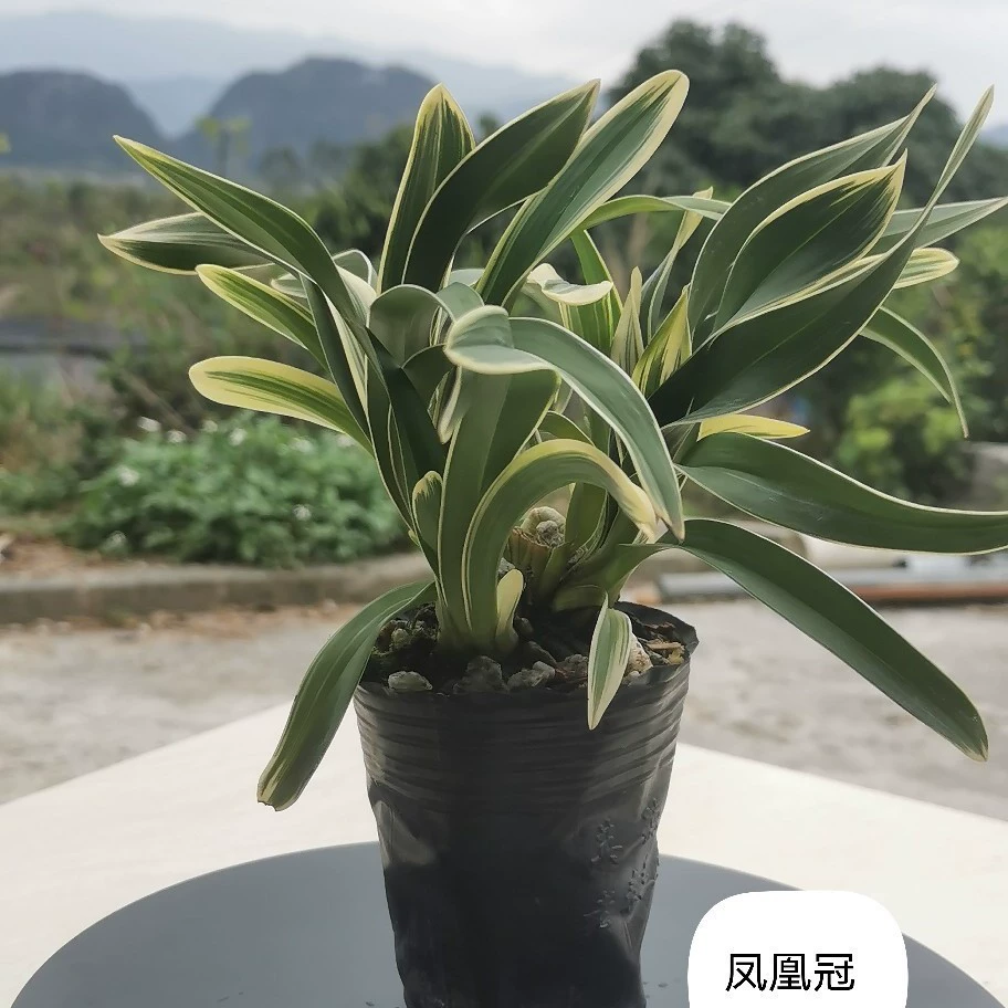 Орхидея Дитан, новая сортовая разновидность орхидеи «Феникс-Корона», миниатюрная орхидея, комнатное растение для офиса и дома, саженцы орхидеи, миниатюрное растение.