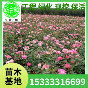 The Base Sells a Large Number of Abundant-Flowered Rose Engineering Rose Seedlings That Bloom in the Same Year for Courtyard and Park Greening. Large Quantity Discounts
