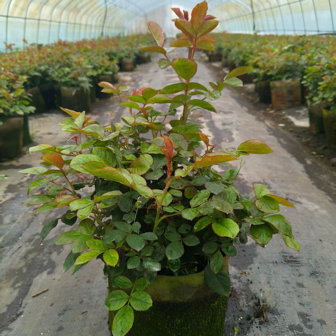 Инженерные саженцы, садовые кустарники, саженцы роз, цветущие в любое время года, горшечные растения на балконе, вьющиеся лозы, большие цветы.
