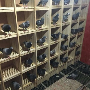 �����M�ϳ���ِ���ӻ\��ľ�|���ߴ�̖�Bֳ�䌦�\��ľ�N���\�����