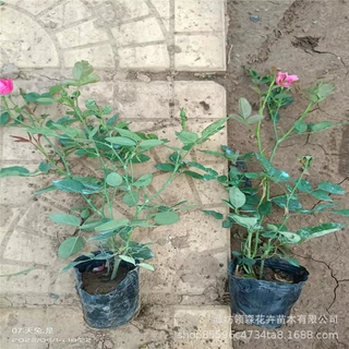 丰华月季特大花浓香阳台庭院花卉植物盆栽四季玫瑰花苗带花苞批发