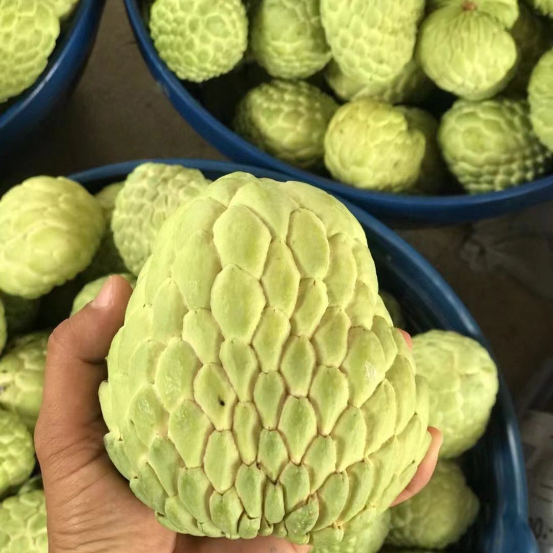 Guangzhou Jiangnan wholesale direct shipped Thailand Atemoya imported sugar apple 10 jin fresh fruit top grade