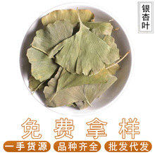银杏叶500gg新货银杏叶片白果树叶银杏叶干货批发代发中药材大全