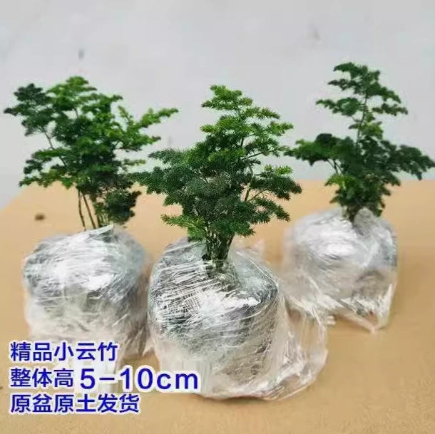 Облако Бамбук Таншань гном аспарагус бамбук облако сосна бамбук каменный бонсай балкон офис рабочий стол маленькие горшечные зеленые растения