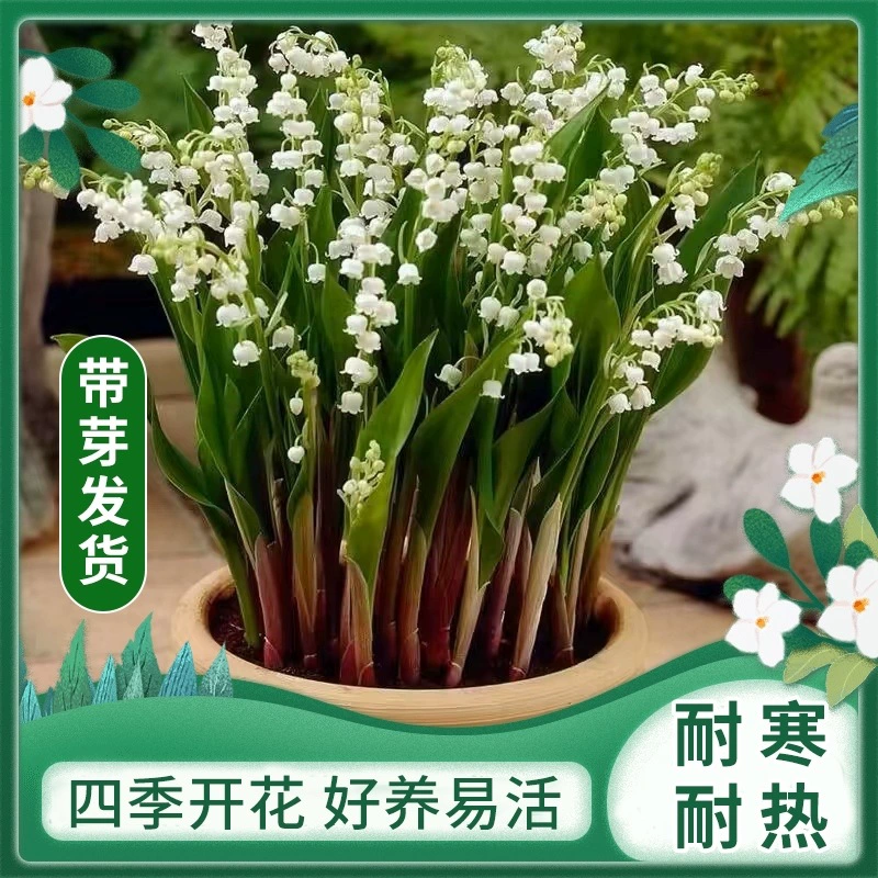 Четырехсезонное цветущее импортное голландское парфюмерное растение конваллия в горшке с бутонами и луковицами, рассада цветов, рассада цветов на балконе, во дворе