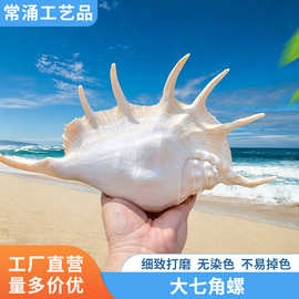 天然大七角螺贝壳海洋婚礼布置摆件家居软装装饰工艺品收藏海螺壳