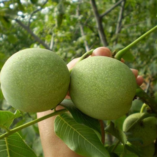 �޽Ӻ��Ҙ��� 8518��Ƥ���������ϱ����Nֲ���Թ����箔��Y��