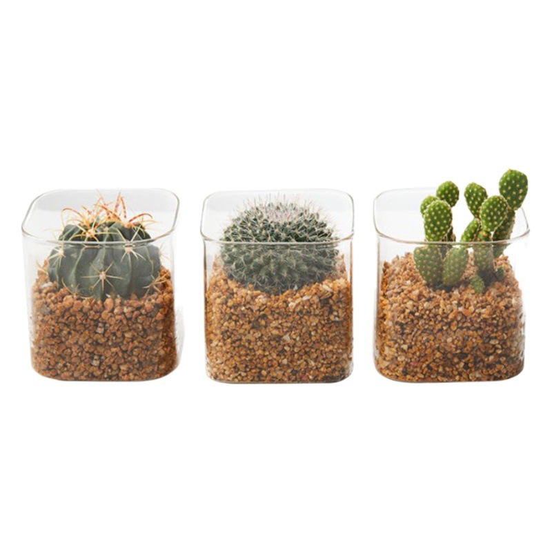 Maceta de cactus cuadrada gruesa transparente de vidrio de borosilicato alto, maceta para flores suculentas, botella hidropónica simple para el hogar, micro botella para paisajismo