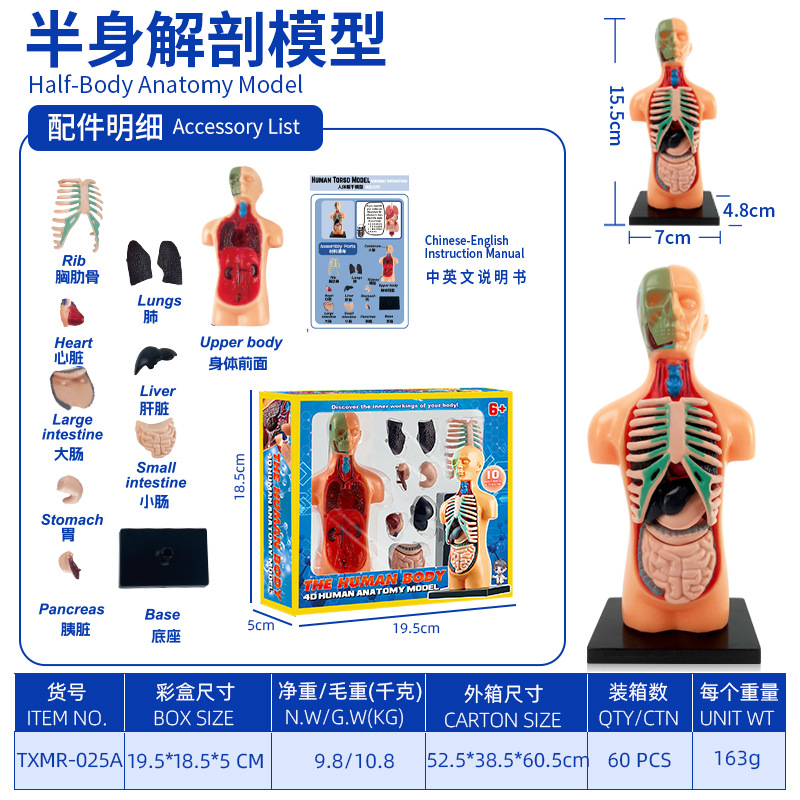 Modelo de esqueleto humano pequeño, simulación de cuerpo completo, esqueleto para educación temprana infantil, juguete educativo, material didáctico, mini esqueleto tridimensional