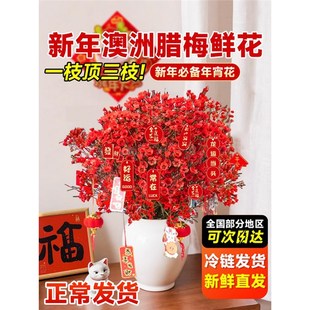 �����D÷�r��ˮ���r֦��֦�滨���������҃��^�껨����Ϟ÷�r�л�