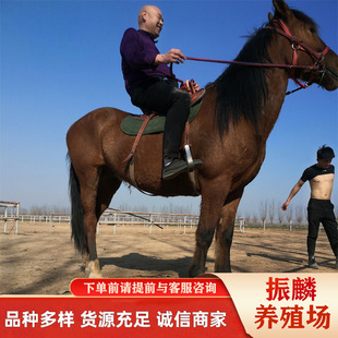 �T���R�����X��Ѫ�R  ������ ��Ѫ��Ѫ�R �����R�Bֳ���g