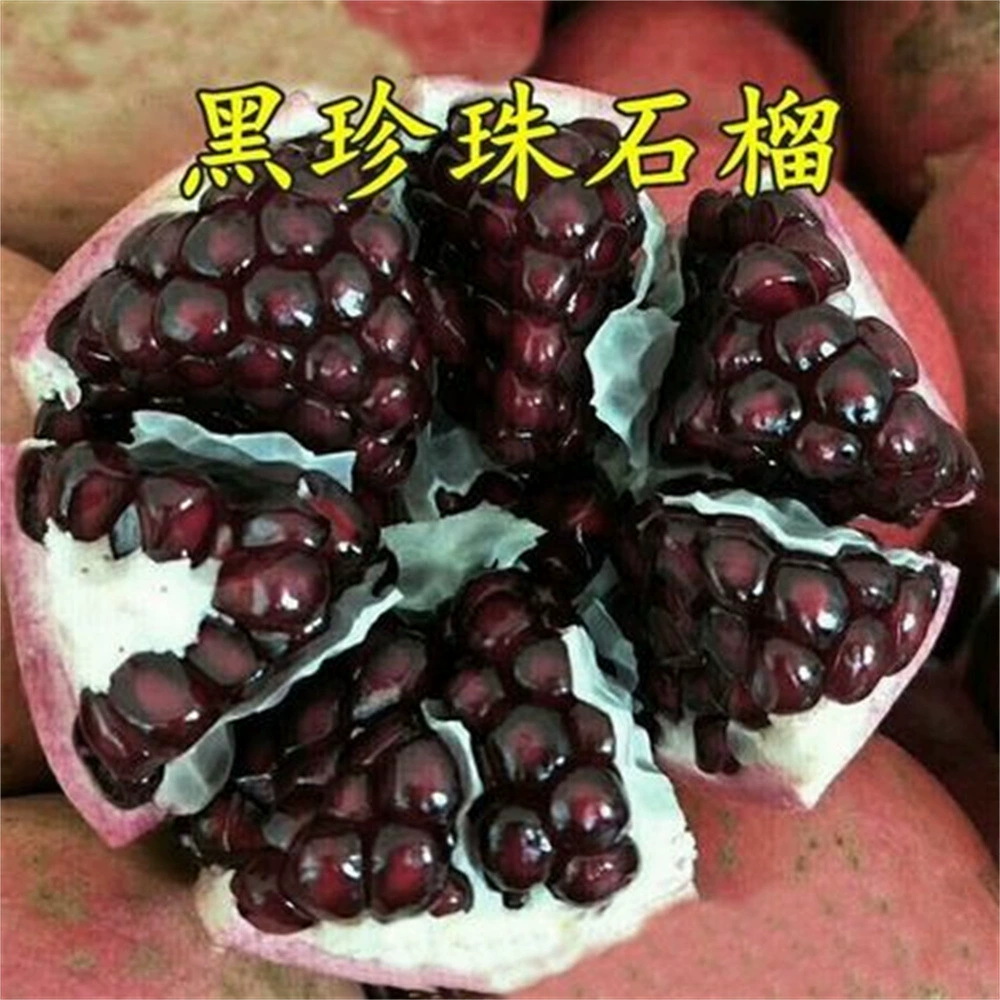 Черный гранат без косточек Черный гранат Гранат Север и Юг Посадка четырех сезонов Балкон Сладкий гранат в горшке Посадка рассады