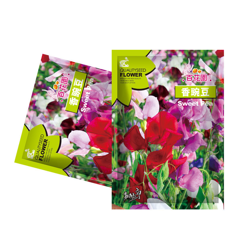 香豌豆种子攀缘性草本花卉花种芳香四季种阳台庭院室内易种易活