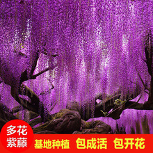 一件代发紫藤花树苗爬藤植物庭院围墙四季开花盆栽花苗绿植花卉藤