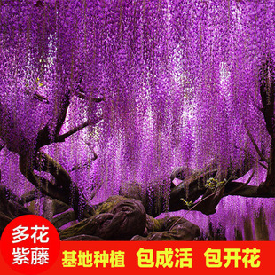 Dropshipping Wisteria Flower Saplings Climbing Vines Courtyard Wall Four-Season Flowering Potted Flower Seedlings Green Plants Flower Vines