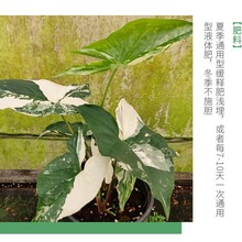 绿植花卉盆栽合果芋锦 工程绿化观赏花卉室内水培植物合果芋盆景