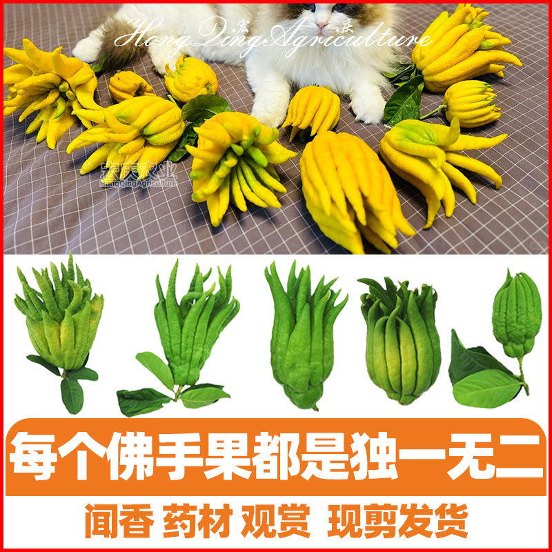 佛手柑鲜果新鲜金香橼果观赏食用闻香带枝清供水培水养办公室摆件|undefined