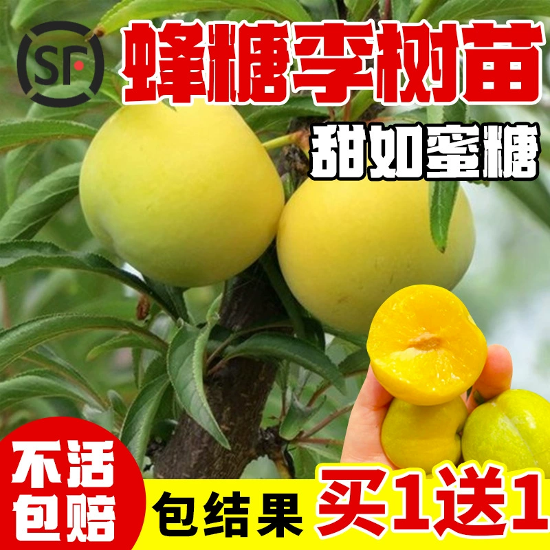 Саженцы сахарного слива, очень крупные, позднеспелые, полностью спелые, хрустящие саженцы сливы, подходящие для посадки как в северных, так и в южных регионах.