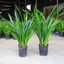 带花剑【特级兰花】高档兰花苗墨兰企黑浓香型兰花四季好养盆栽