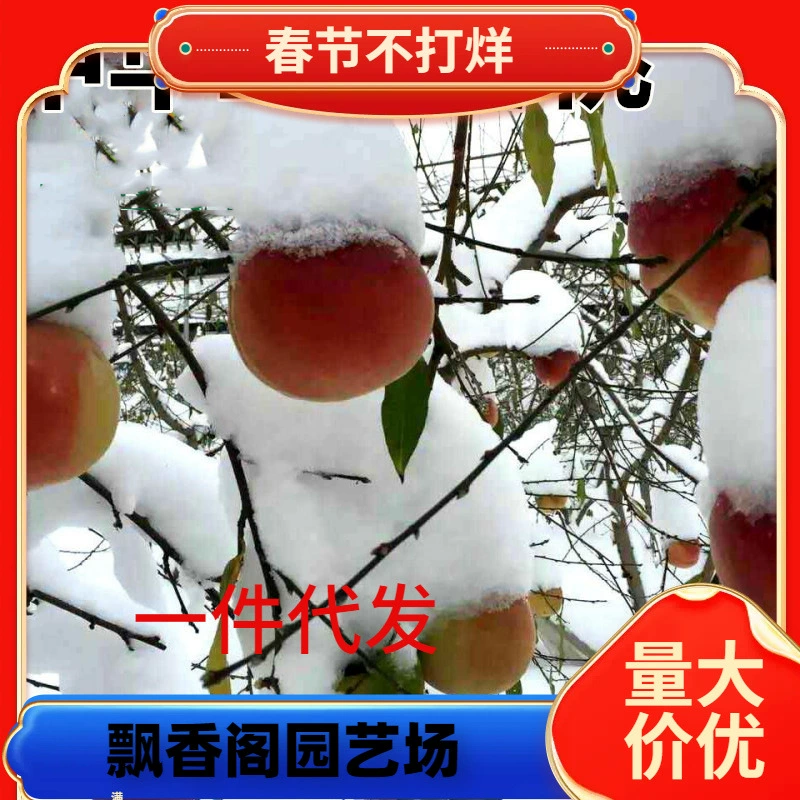 Дропшиппинг, позднеспелые персиковые деревья, гигантские зимние саженцы персика, саженцы фруктов, китайские очень большие персиковые короли, юньнаньские зимние саженцы персика, четыре
