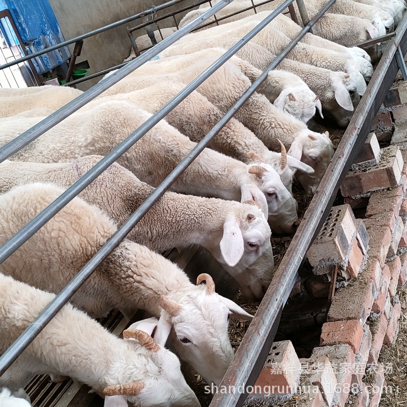 育肥羊羔 繁殖羊 养白山羊成本利润分析 小尾寒羊种羊养殖场