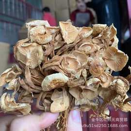 东北特产展茶树菇 跑江湖地摊货源干茶树菇500g干香菇一件代发