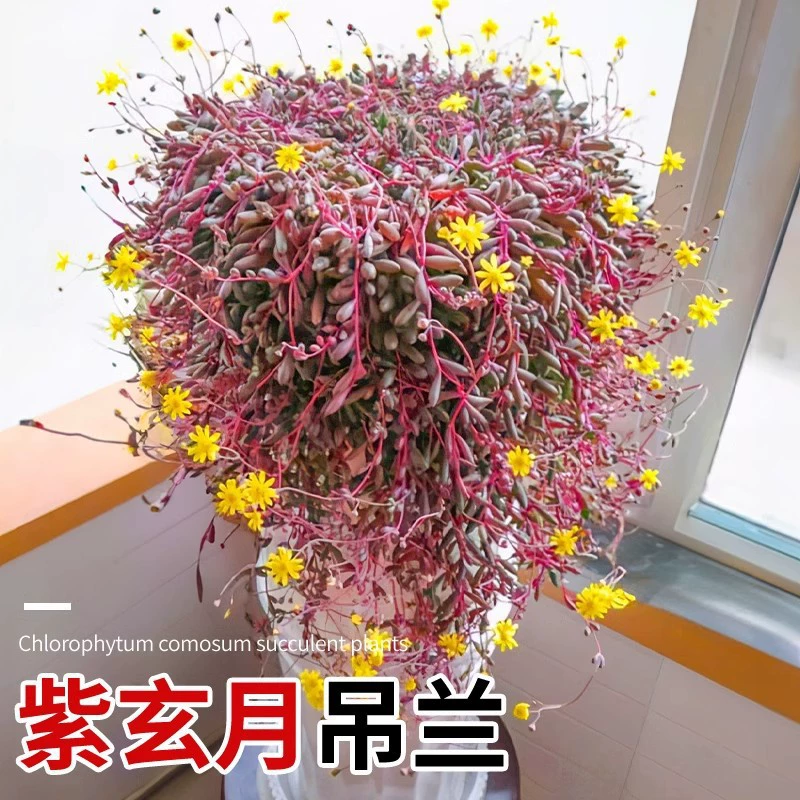 Zi Xuanyue суккулентное растение жемчуг орхидея