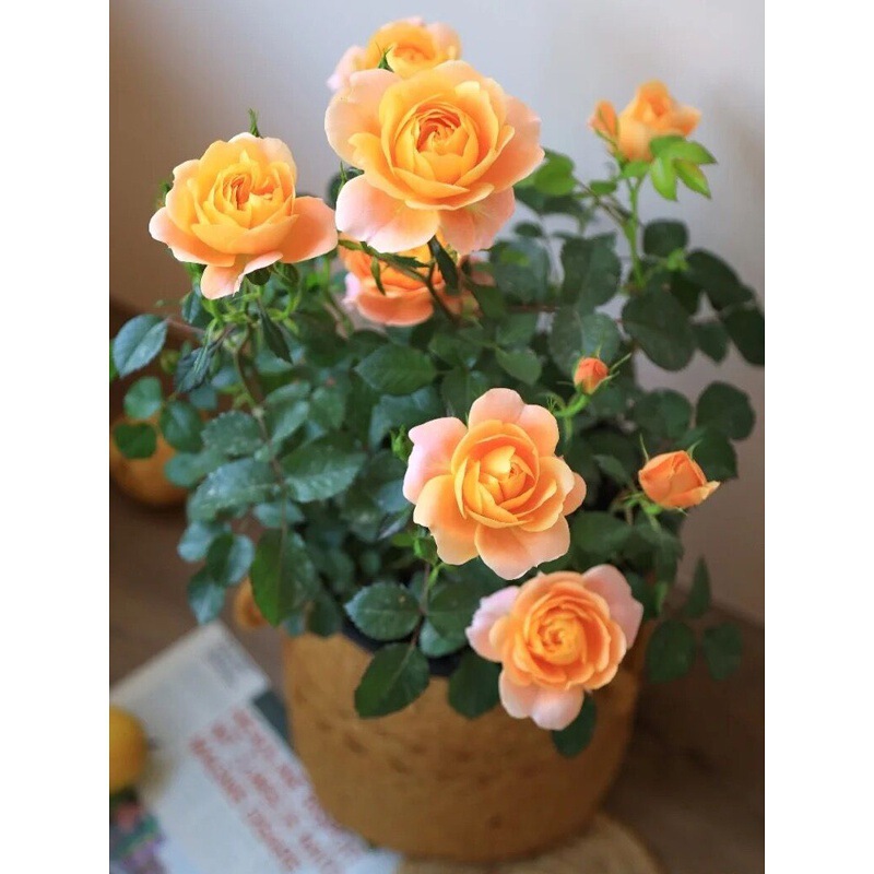 One-Piece Drop-Shipping Juice Balcony Rose Seedlings Potted Roses with Strong Fragrance All Year Round Extra Large Flower Plants Balcony Courtyard One-Piece Drop-Shipping Juice Balcony Rose Seedlings Potted Roses with Strong Fragrance All Year Round Extra Large Flower Plants Balcony Courtyard