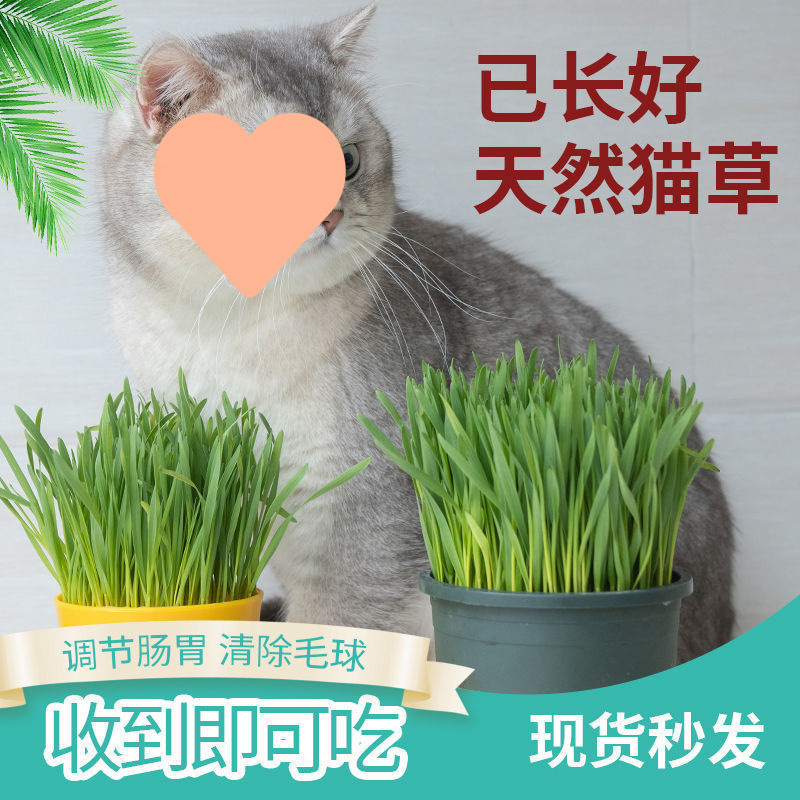 Ready-Made Cat Grass Cat Snacks Mint Hair Removal Ball Hair Cream Hydroponic Cat Grass Seeds Potted Cat Supplies