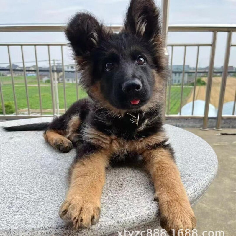 German Shepherd Puppy Live Purebred German Shepherd Black Back Flat Back Bow Back Bulldog Working Dog Shepherd Dog Wolf Dog