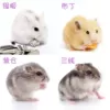 One random hamster (male and female randomly)