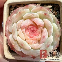 Чистая любовь мясистая Женская Пшеничная солома Ice Spirit Ice Fleshy Hybrid Han Xi мясистая основа прямые волосы