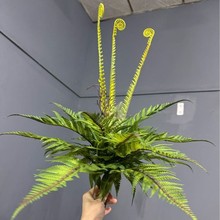 �������~��ާ�ֲ��ٲݾGɫ�~�Ӹ��Fާ��˹ާֲ��ɭϵ�쾰�����b