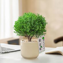 雾凇盆栽客厅办公室桌面绿植小盆景四季常青易养活放青松外贸批发