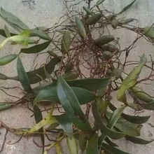 ʯ���� �����ʯ�������r��؛ʯ����ʯ�ϙ�ʯ����ԭ����؛