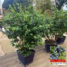 �{ݮ������ش�̖���Ԏ����l؛�ͺ������{ݮ���m���ϱ���ͥԺ�Nֲ