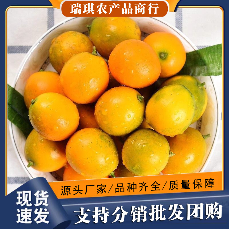 广西滑皮金桔5斤新鲜水果融安金桔整件包邮当季金桔一件代发