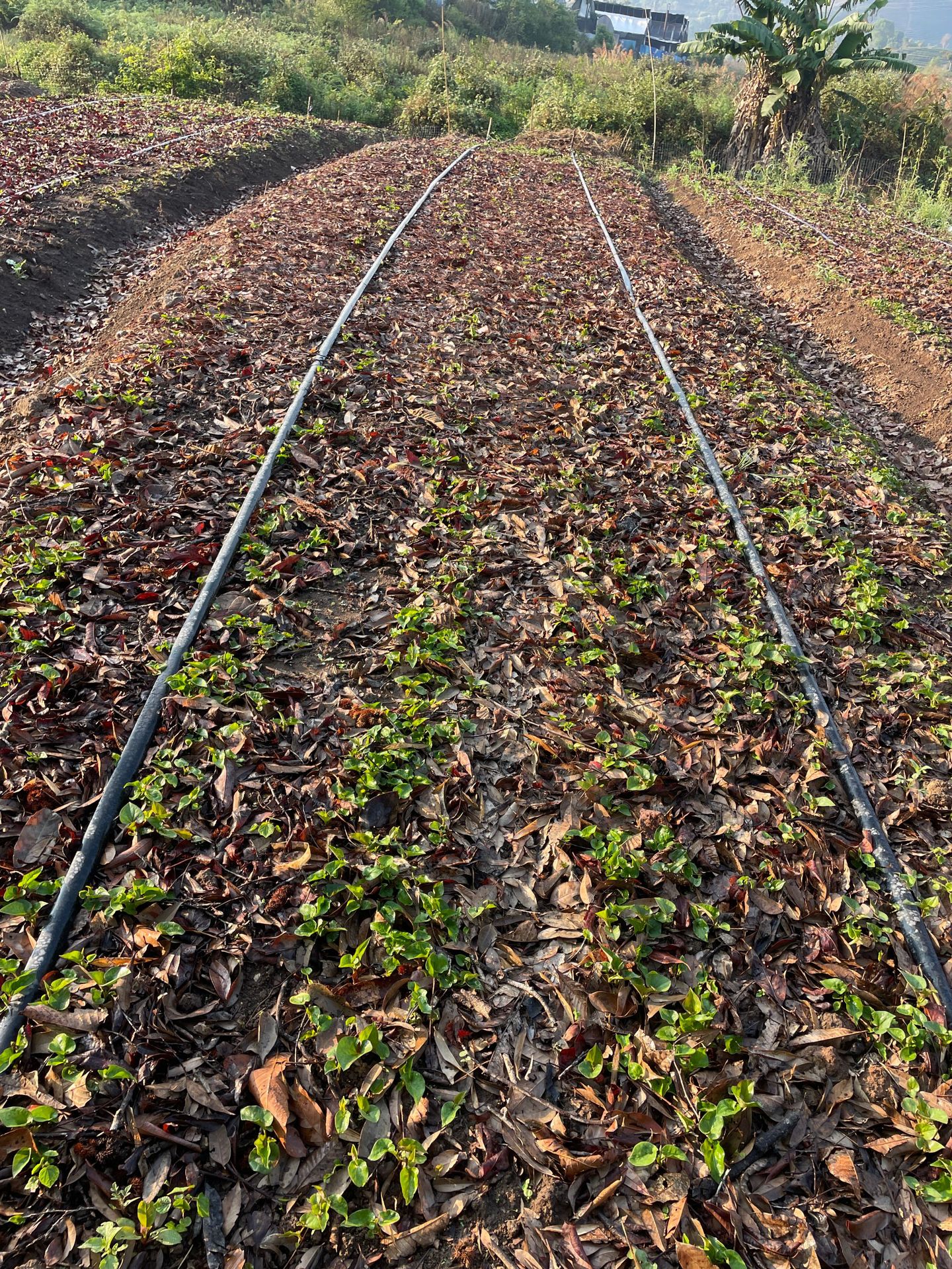 鱼腥草种植 (26).JPG