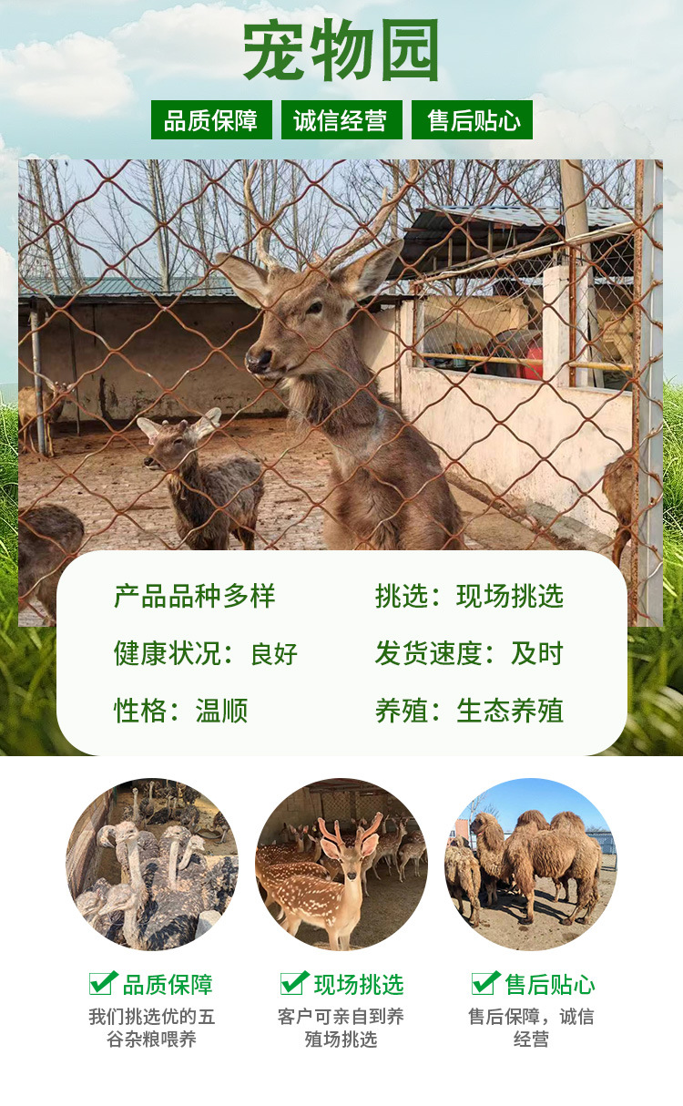 宠物园详情页_01