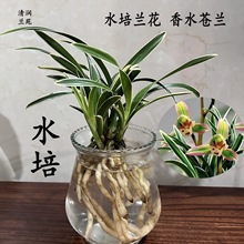 ˮ����ˮ�n�m�m�����҃�ֲ������ļ������ͺ�ֲ�������