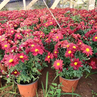 国庆菊花盆栽带花苞国庆装饰庆典绿化秋季开花花盆花卉园艺菊花苗