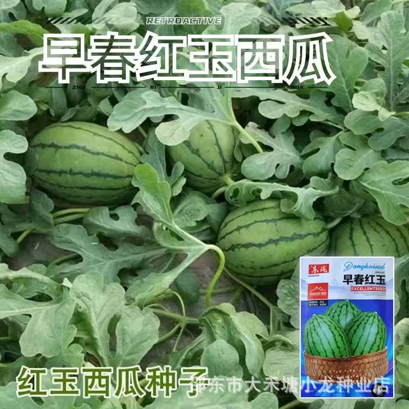 早春红玉西瓜种子早熟新品种抗病耐低温易坐果脆甜清爽多汁水果种
