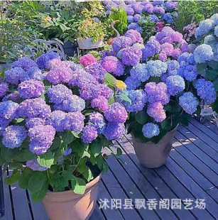 Heidi's Garden Panic Hydrangea Lime Light Vanilla Strawberry Haima Northern Cold and Drought Tolerant Plant Flower Potted Plant