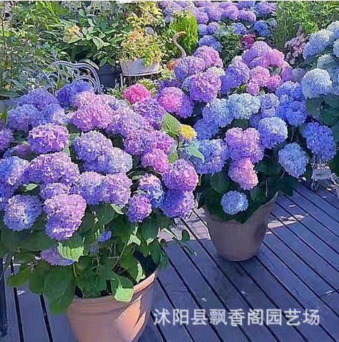Heidi's Garden Panic Hydrangea Lime Light Vanilla Strawberry Haima Northern Cold and Drought Tolerant Plant Flower Potted Plant Heidi's Garden Panic Hydrangea Lime Light Vanilla Strawberry Haima Northern Cold and Drought Tolerant Plant Flower Potted Plant
