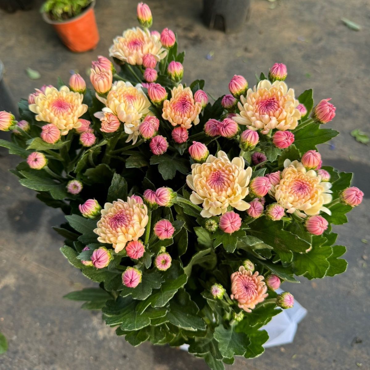 New Product Baolian Lamp Daisy Potted Perennial Heat-Resistant and Cold-Resistant Indoor Balcony Courtyard Blooming Buds Shipped in All Seasons