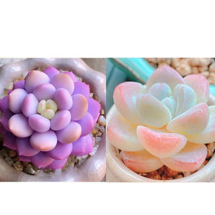 �ȉ�¶�\�M�ڶ�����ܽ�M�������r��͏d���]�ͺ��ﶬ���B��