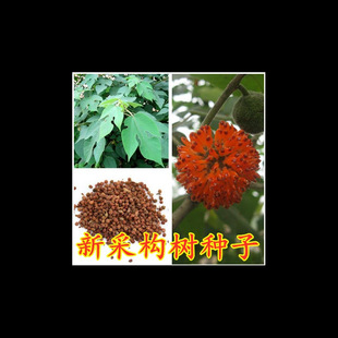 Cotinus Seeds Cotinus Sapling Seeds Cotinus Sapling Seeds High Quality Cotinus Seeds Forest Tree Seeds