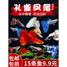 孔雀鱼活体凤尾鱼淡水群游宠物金鱼纯种小型胎生鱼鱼苗热带观赏鱼